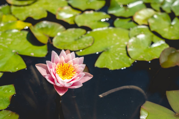 Schwimmende Schönheit: eine große rosa Lotusblume blüht umgeben von anmutigen Blättern in einem ruhigen und ruhigen Teich mit viel Kopierraum - Foto, Bild