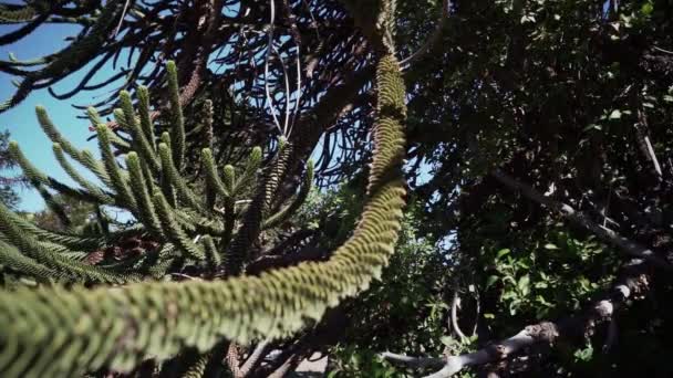 yksityiskohdat Araucaria puu haara, myös ikivihreä havupuu tai apina pyrstö puu, paksu teräviä neuloja, lähellä Lanin tulivuori raja-alueella Argentiinan ja Chilen. - Materiaali, video