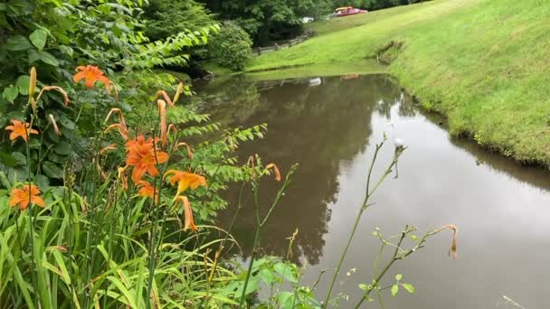 Hemerocallis fulva (Tawny Daylily, Orange Daylily, Tiger Daylily, Ditch Lily) με σταγόνες βροχής. Εγγλέζος ή λευκός ερωδιός στο Mabry Mill στο Blue Ridge Parkway.  - Πλάνα, βίντεο