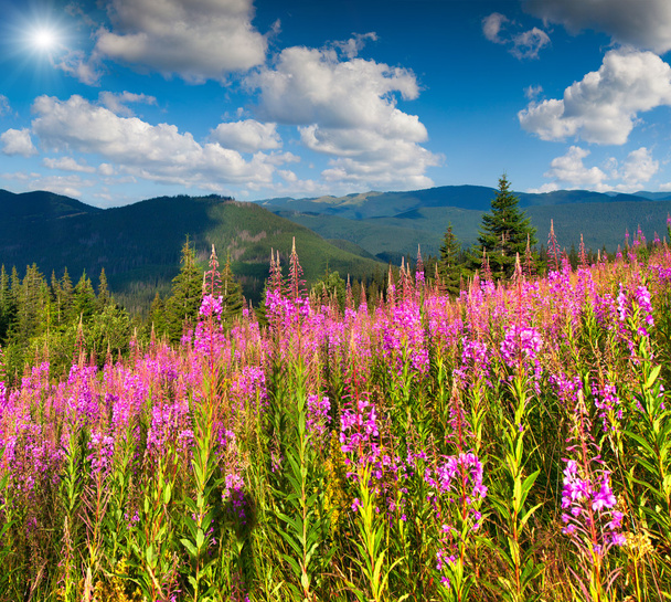 горы с розовыми цветами - Фото, изображение