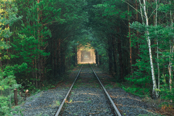 Young, dense, green, pine forest. The rails of the railway track can be seen through the trees. A fine mist hangs over the track. A deer crosses the tracks. - Foto, Imagem