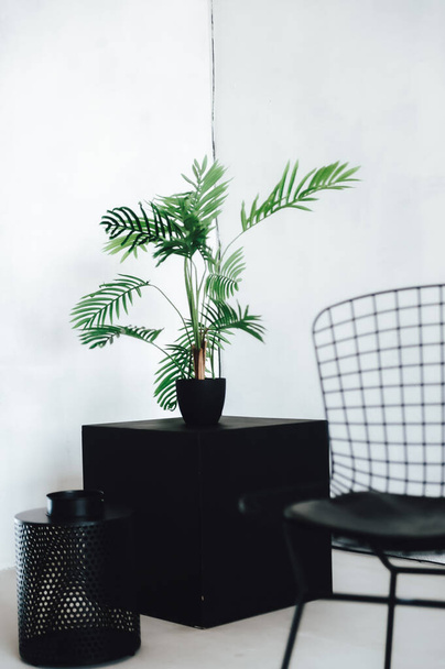 modern interior with green plants and plant - 写真・画像