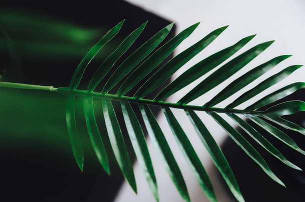 green leaves of palm leaf on a white background. - Photo, image