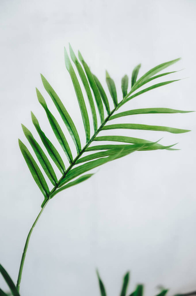 Folhas de palma tropicais sobre fundo branco - Foto, Imagem