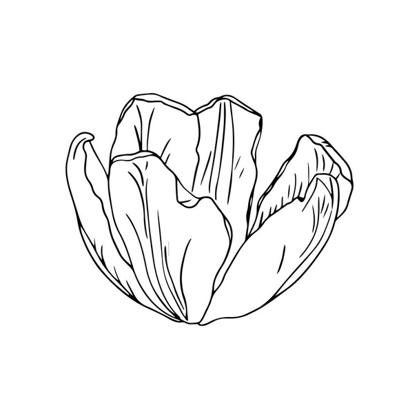 Spring line art flower ,isolate on white background Easter design for coloring books. - Vektör, Görsel