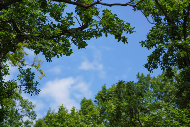 Looking up the oak tree, blue sky - can be used as space for text - bordered by green leaves - Fotoğraf, Görsel