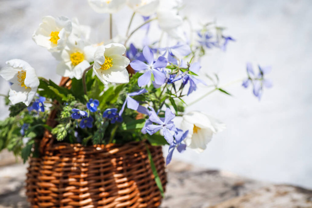 basket with blooming windflower, woodland phlox, creeping speedwell - Photo, Image