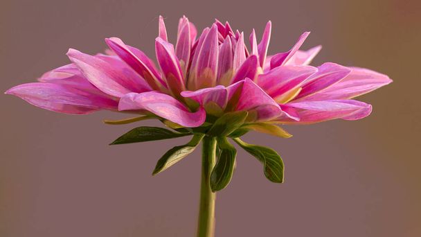 Pink Dahlia flower image - Photo, Image