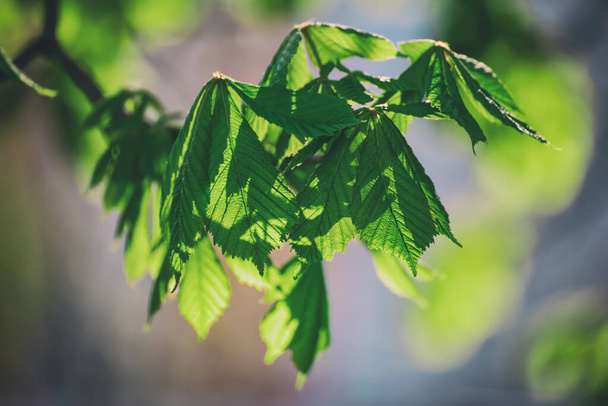 Chestnut tree with spring green leaves, seasonal natural background - Foto, Imagem