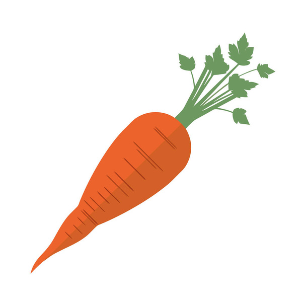 Frische Bio-Karotten eine gesunde vegetarische Mahlzeit isoliert - Vektor, Bild