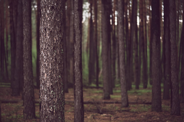 Dark moody pine forest with green trees, natural outdoor vintage background - Fotografie, Obrázek