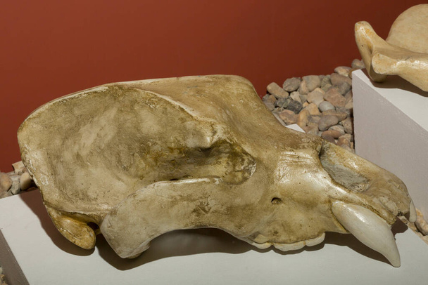 Η αρκούδα σπηλιά (Ursus spelaeus). Κρανίο. Απολιθώματα ενός αρχαίου ζώου. - Φωτογραφία, εικόνα