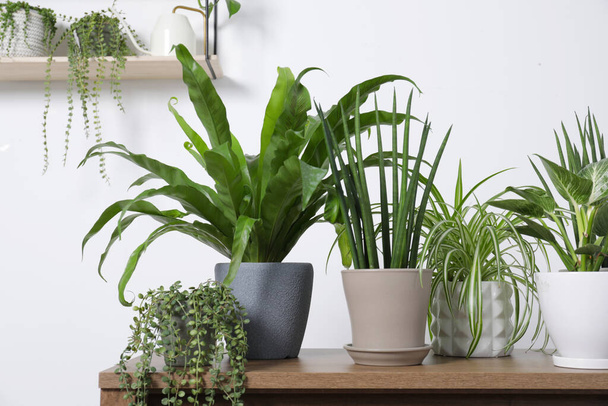 Green houseplants in pots and watering can on wooden table near white wall - Foto, Bild
