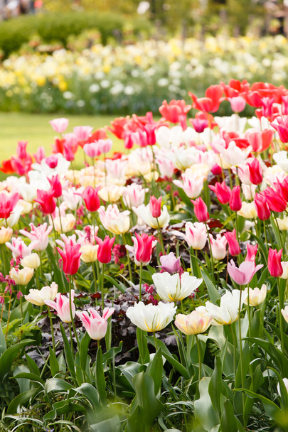 Colorful tulips in garden - Fotoğraf, Görsel