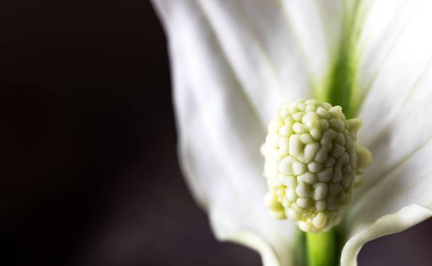 Close-up de uma flor Spathiphyllum. Espaço para SMS. Foto de alta qualidade - Foto, Imagem