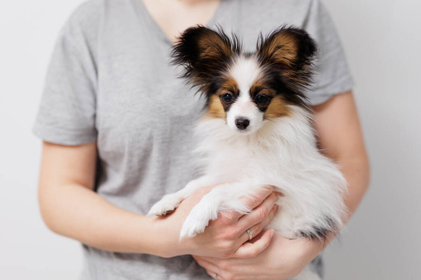 Woman holding cute tricolor papillon puppy on hands - Photo, image