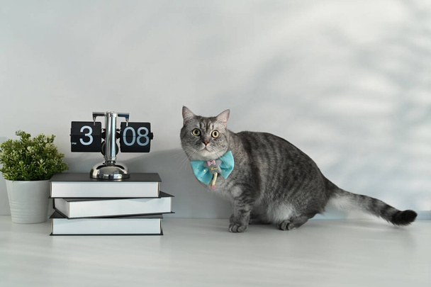 Adorable gray cat wearing a blue bow tie standing on white table. Domestic cat, cop space for text. - Fotó, kép