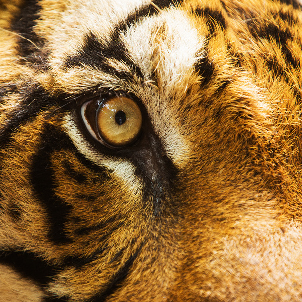 Close-up μάτι της τίγρης - Φωτογραφία, εικόνα