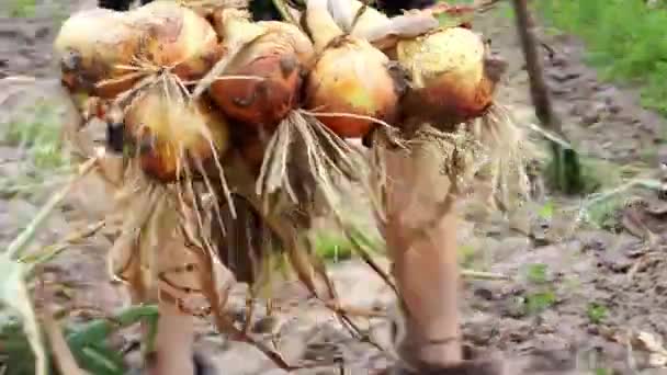 Las agricultoras ponen cebollas en una caja en el campo. Agricultor cosechando productos orgánicos en el huerto. Cosecha de cebollas en verano. - Imágenes, Vídeo