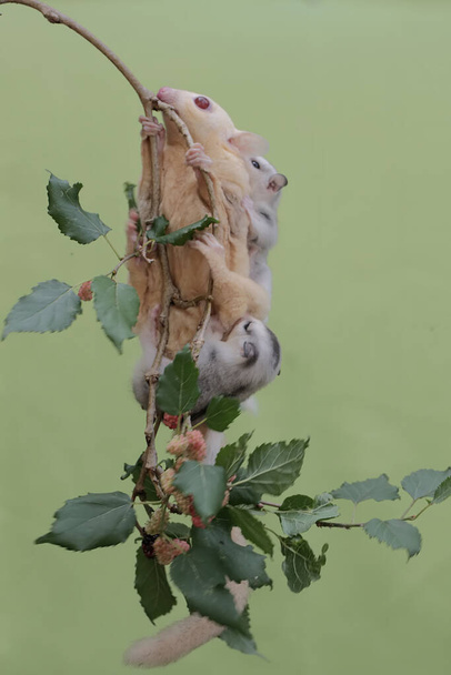 An albino sugar glider mother was looking for food on a red mulberry tree branch covered with fruit while holding her two babies. This mammal has the scientific name Petaurus breviceps. - Фото, изображение