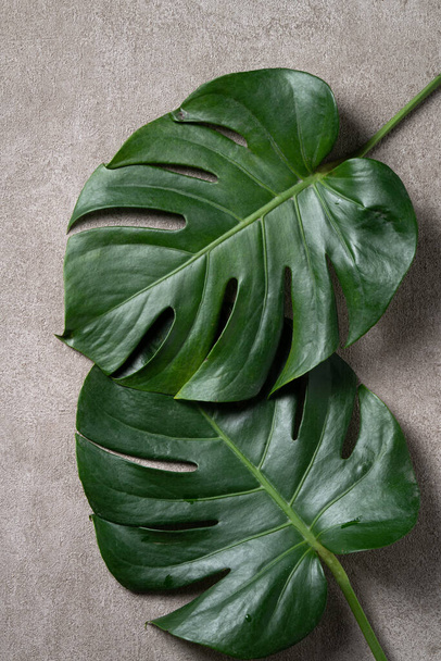 Top view of tropical palm monstera leaves isolated on gray background with copy space. - 写真・画像