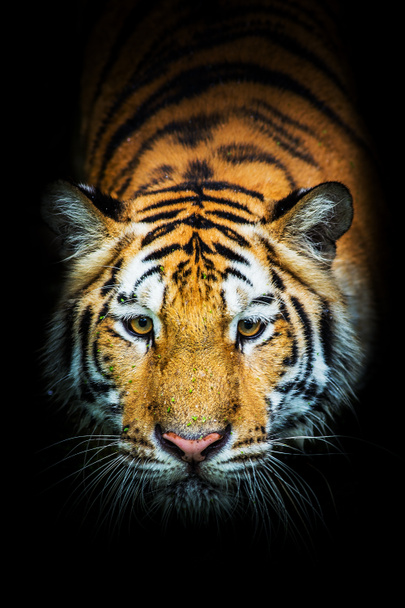 Tigris - Fotó, kép
