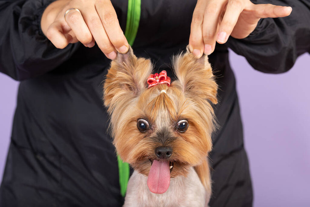 Groomer limpia las orejas de Yorkshire Terrier en casa, cuidado profesional del perro, servicios de peluquería. retrato de un terrier yorkshire siendo sostenido por las orejas - Foto, imagen