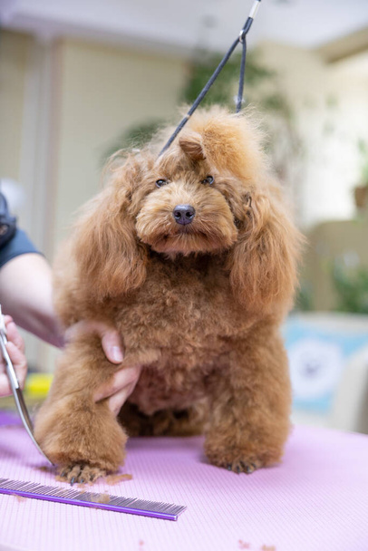 Dog grooming. poodle trustingly gives the mistress a paw for shearing with scissors. Dog salon grooming concept. groomer shearing poodle paws with scissors - Photo, Image