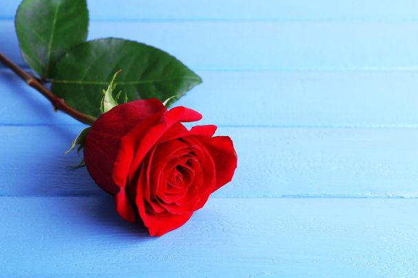 Beautiful red rose on color wooden planks background - Foto, Imagem