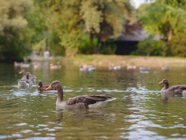 Милі качки на ставку в парку Англiшер Гартен, Мюнхен, Німеччина. Літо в Європу - Фото, зображення