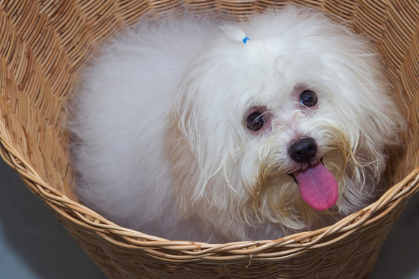 Shih tzu cachorro raça cão minúsculo na cesta
  - Foto, Imagem