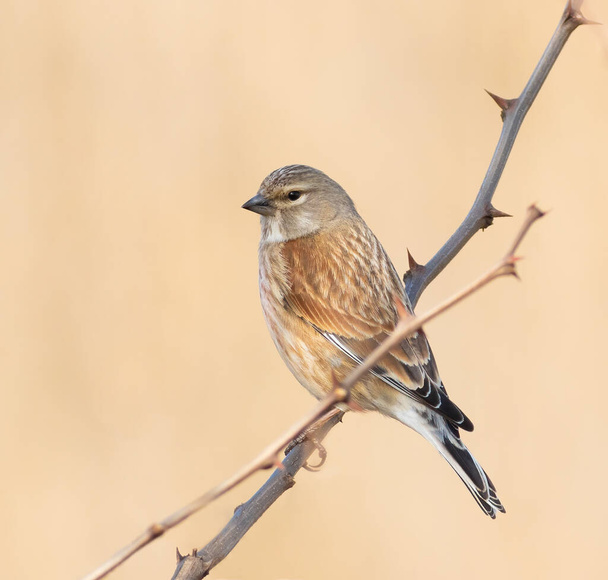 Common linnet, The male bird sits on a branch of thorny bushes on a beautiful background - Zdjęcie, obraz