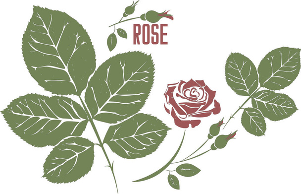 Ruusun lehtiä ja kukkia vektorisiluetissa. Thymus vulgaris yrtti kuva. Joukko vektori kasvitieteellinen kuva Red Rose suunnitteluun. Contour ja värillinen siluetti Rose kukka yksittäin - Vektori, kuva