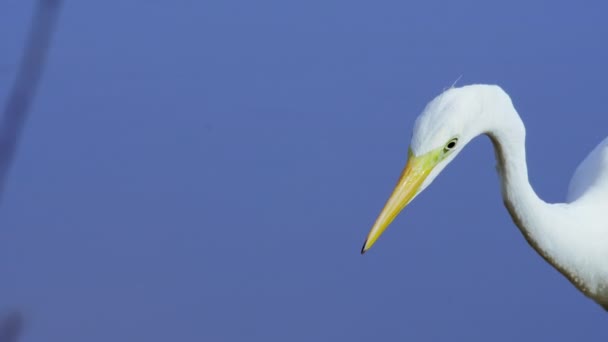 Le grand héron blanc attrape un poisson. Grande aigrette blanche, Ardea alba, vue de profil rapprochée. De l'eau bleue en arrière-plan. Images 4k de haute qualité - Séquence, vidéo