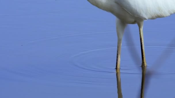 De grote witte reiger, Ardea alba, beweegt zich langzaam door het water om een vis te vangen. Close-up van reigerpoten. - Video