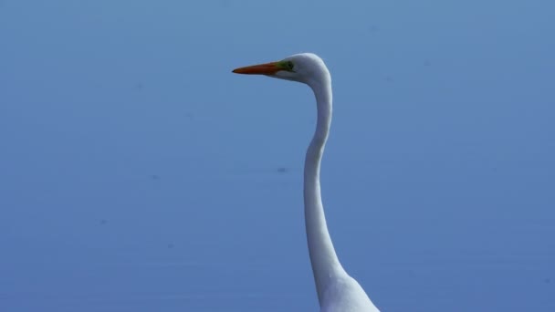 Grande Aigrette blanche vue de profil rapprochée. De l'eau bleue en arrière-plan. Images 4k de haute qualité - Séquence, vidéo