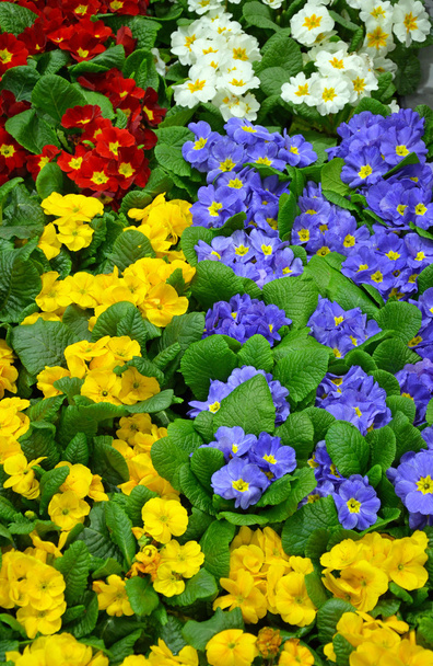 Primule invernali colorate
 - Foto, immagini