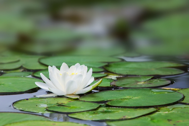 Lotus blanc
 - Photo, image