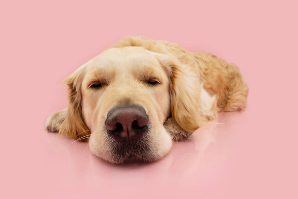Portrait sad and tired golden retriever dog. Isolated on pink pastel background - Фото, зображення