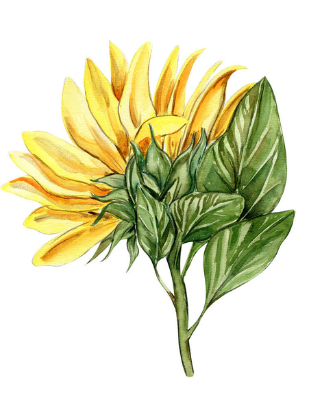Sunflower, watercolor flower. Hand drawn illustration isolated on white. Summer yellow garden. Designf for baby shower party, birthday, cake, holiday celebration design, greetings card,invitation. - Photo, image