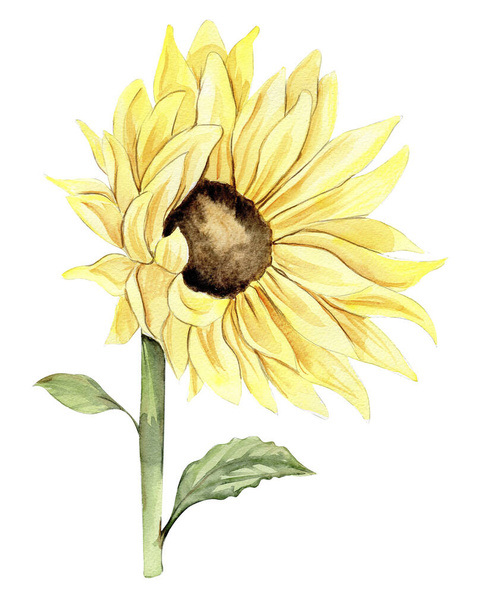 Sunflower, watercolor flower. Hand drawn illustration isolated on white. Summer yellow garden. Designf for baby shower party, birthday, cake, holiday celebration design, greetings card,invitation. - Foto, Imagen