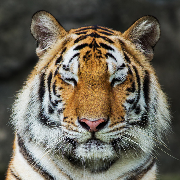 tigre, - Foto, Imagem