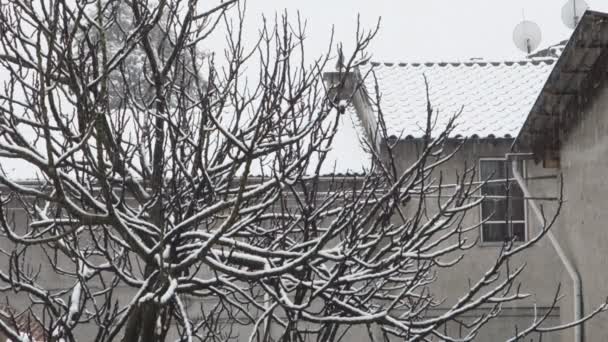 Drzewo figowe w okresie zimowym - Materiał filmowy, wideo