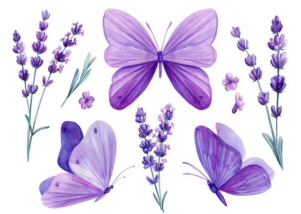 Watercolor lavender flowers and butterflies, floral design purple elements on isolated white background. Bouquet flowers. High quality illustration - Фото, зображення
