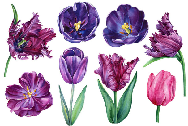 Akvarell tulipánok. Állítsa be a sokszínű kerti virágok elszigetelt fehér háttér, gyönyörű akvarell illusztráció. Kiváló minőségű illusztráció - Fotó, kép