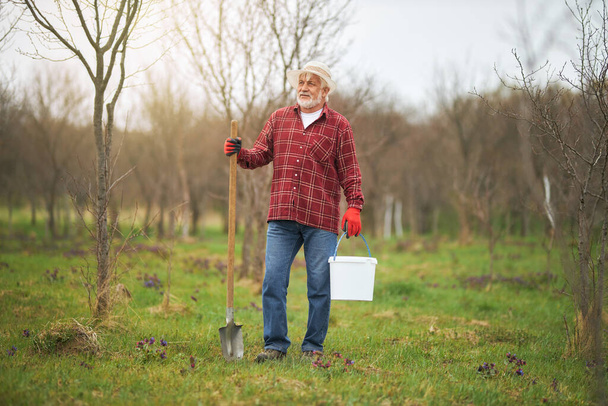 Widok starca pracującego wiosną w sadzie. Mężczyzna ogrodnik w kapeluszu panama i rękawice stojące, patrząc, trzymając łopatę i wiadro. Pojęcie obszarów wiejskich i rolnictwa. - Zdjęcie, obraz
