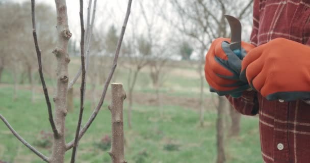 Close-up van een man met een geruit hemd en een scherpe tak met mes. Tuinman in oranje handschoenen enten bomen in boomgaard in het voorjaar. Begrip landbouw en kweekplanten. - Video