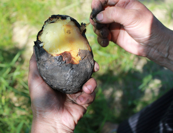Baked potatoes in a peel on charcoal. Baked potatoes with a black burnt crust. Woman's hand peels the skin of a potato - Foto, Imagen