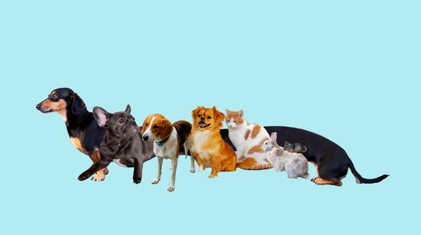 Animais de estimação genéricos bonitos sentados em fundo azul, banner do site ou capa de mídia social. Corpo longo engraçado de cão dachshund. - Foto, Imagem