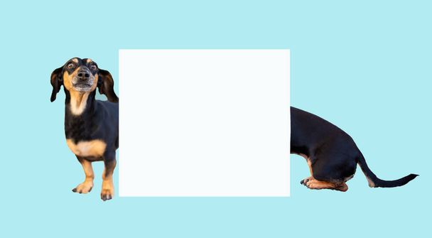 Vicces kutyafajta tacskó, fekete és barna, szuper hosszú test elszigetelt kék háttérrel. Fénymásolási hely. - Fotó, kép